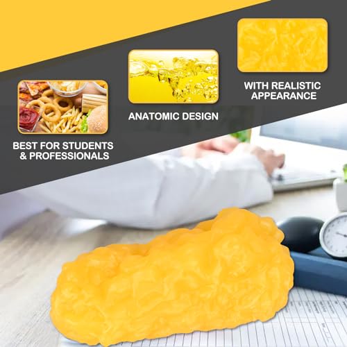 Skillssist Human Body Muscle & Fat Replica 1lb with Display Base, Silicone Realistic Anatomic Muscle Tissue & Fat Model for Nutritionists, Athletes, and Medical Students. - Image 3