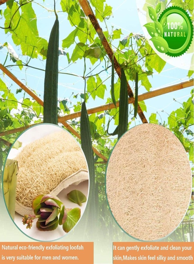 Much Hotter Exfoliating Loofah Sponge Body Scrubber,2 Pcs Natural Loofah Shower,Natural Loofah Sponges,Shower Body Exfoliator Scrubbing Pads,Loofah Back Brush, for Women and Men,Shower - Image 4