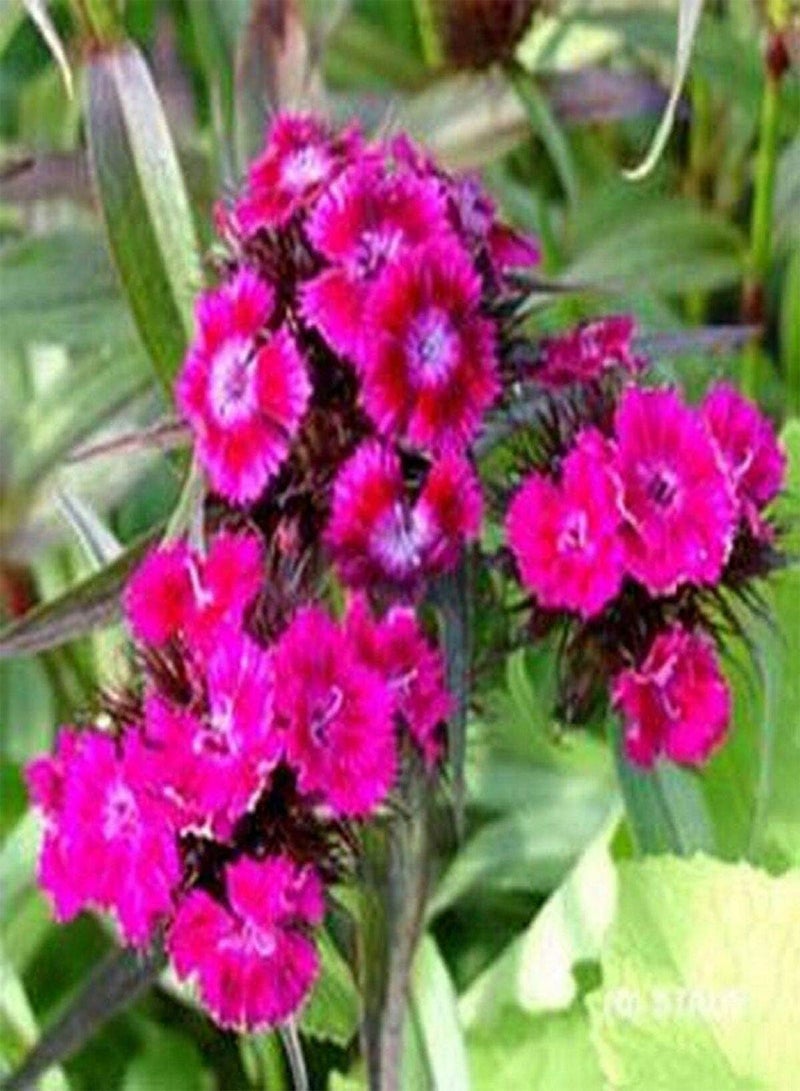 GGOOT Dianthus -Barbatus- Oeschburg- 100 Seeds - Image 1