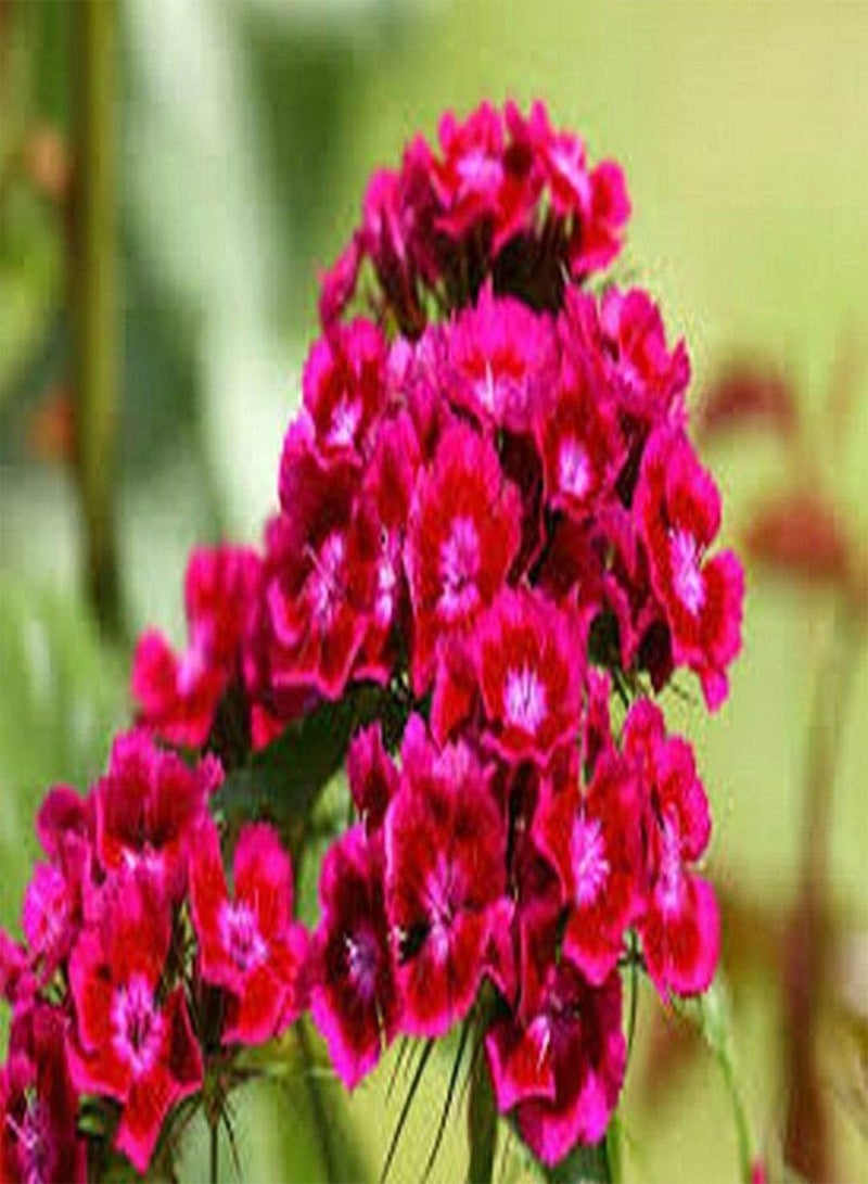 GGOOT Dianthus -Barbatus- Oeschburg- 100 Seeds - Image 2