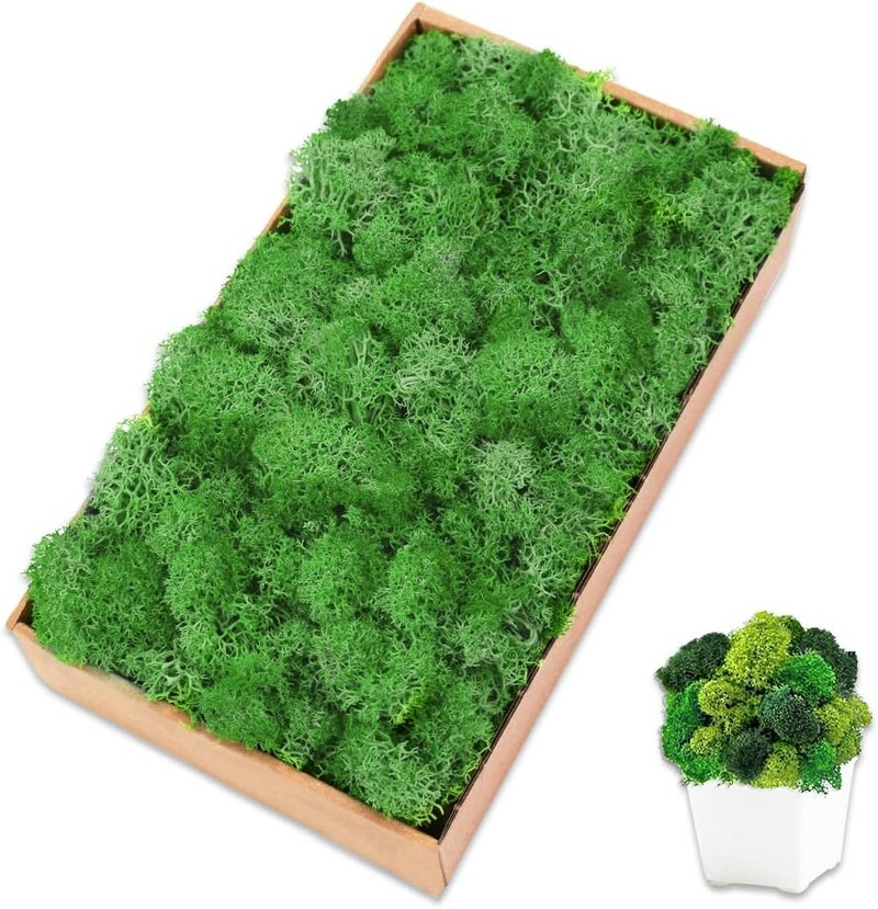 TCYPUHL Preserved Reindeer Moss 7 OZ Green Natural for Crafts, DIY Gift Christmas Decor, Wall Art, Potted Plants, Floral Fake Moss for Easter Table Decor Wedding Decorative(7oz, Green) - Image 1