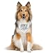 ZPPRJF Big Sister Dog Bandana White Dog Scarf Accessories Pet Triangle Scarf Pet Bandana for Small Medium Dogs Baby Announcement Dogs Bandanas M - Image 2