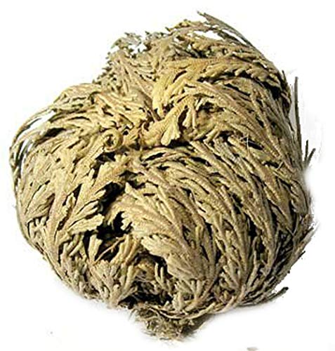 AzureGreen Jericho Flowers (1 flower) - Image 4