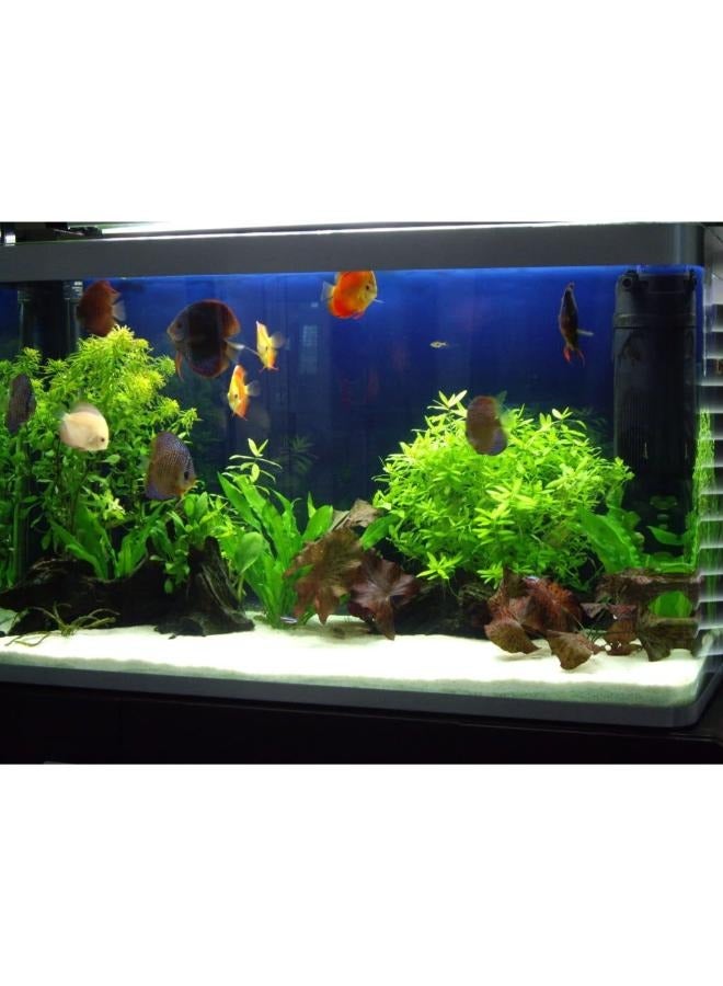 حوض سمك رملي أبيض فاخر 2 كجم - Image 3