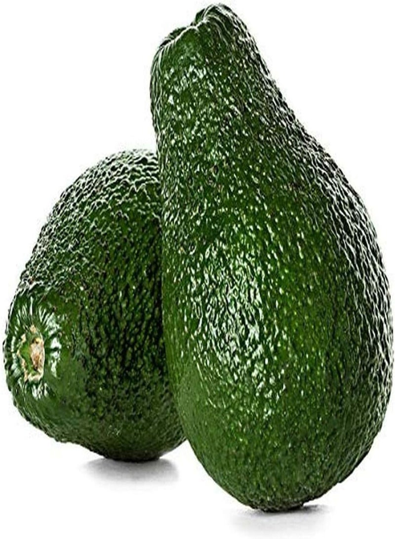 GGOOT 10Stück Avocado Samen Perfekt für Anfänger im Gärtnern - Image 1