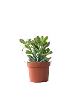 Generic Money Maker Plant Crassula Ovata in Pot  - Image 2