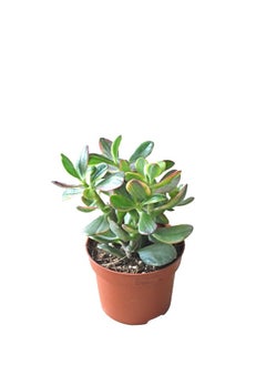 Generic Money Maker Plant Crassula Ovata in Pot  - Image 1