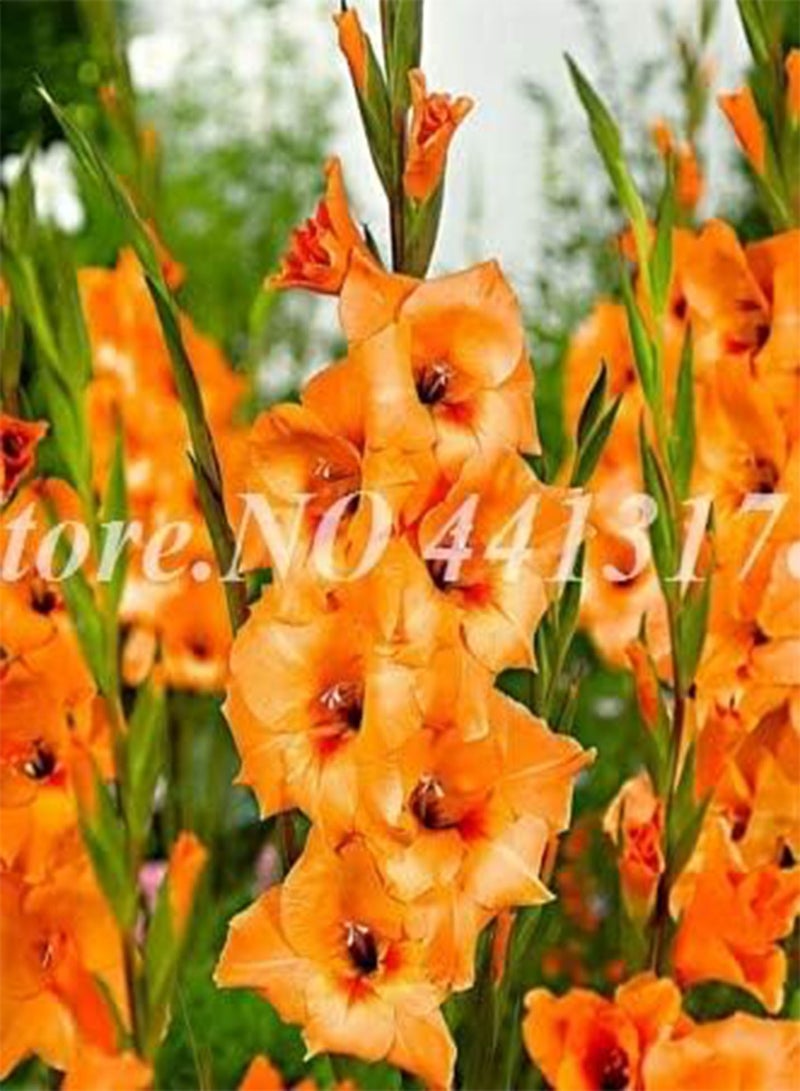 GGOOT Seeds Virtue Rare Gladiolus Seedss Mixed Gladiolus Flower Plant, Aerobic in Bonsai Vase Bonsai Plants Indoor Garden Florence in Vase 50 Pieces/Bag: 5 - Image 2