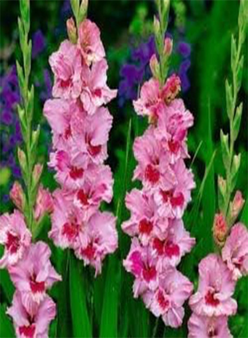 GGOOT seeds Fresh 2pcs Gladiolus Flower Seeds for Planting Baby Pink red