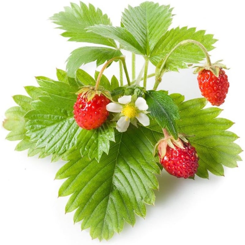 Smart Garden Wild Strawberry Plant Pods 3 PCS Pack For Indoor Hydroponic Growing Non-GMO Seeds Ready-to-Use Pods Home Office Use - Image 2