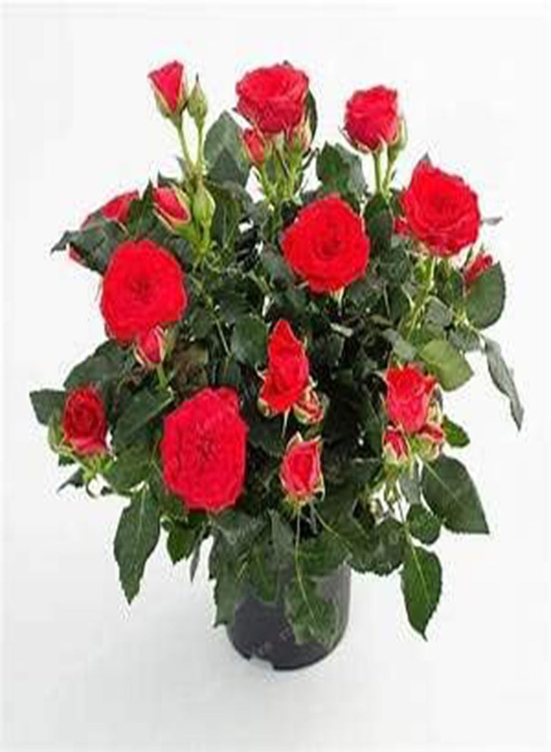 جي جوت 100 قطعة من بذور وردة بونساي صغيرة - Image 1