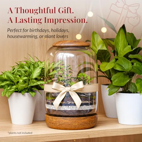 NoctisCorvus: Exclusive Glass Terrarium, Beautifully Enhanced by a Natural Wood lid and Base. Excellent for Plants and Decoration, for Home or Office: Size: 8.7" Tall (22 cm) by 6.3" Wide (16 cm) - Image 4