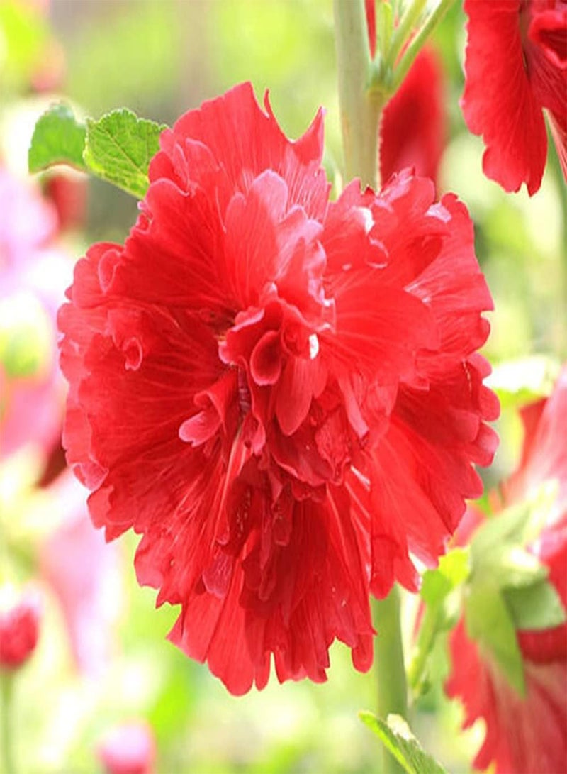 GGOOT 300pcs Red Fresh Unique Hollyhock Seeds Planted in Outdoor Garden Summer Blooming DIY to Create Perfect Summer Landscape - Image 1