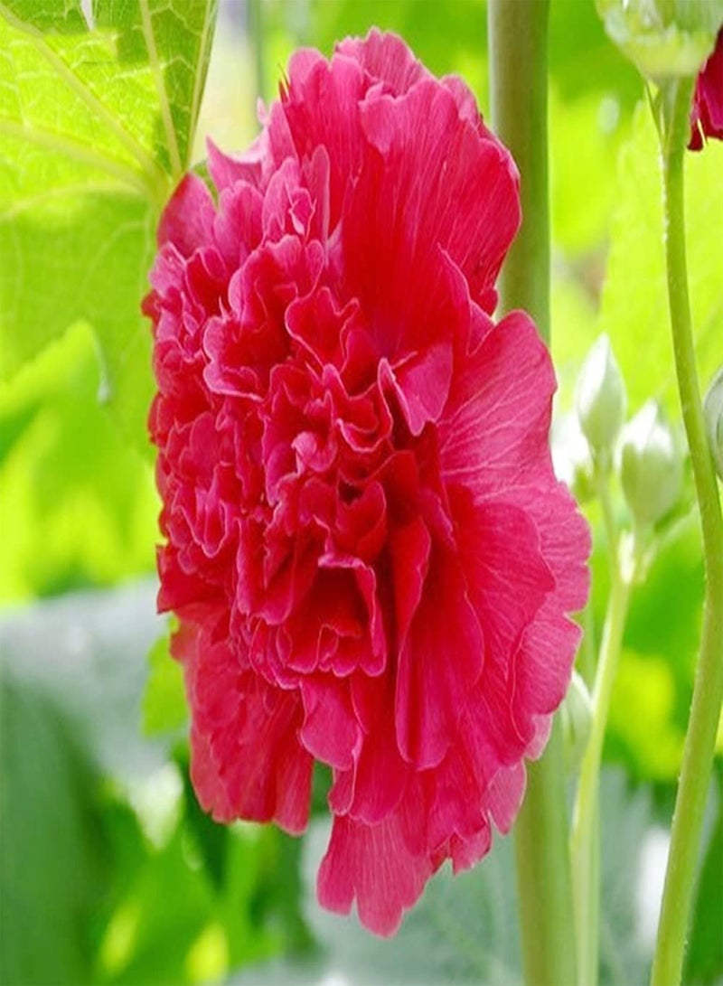 GGOOT 300pcs Red Fresh Unique Hollyhock Seeds Planted in Outdoor Garden Summer Blooming DIY to Create Perfect Summer Landscape - Image 2