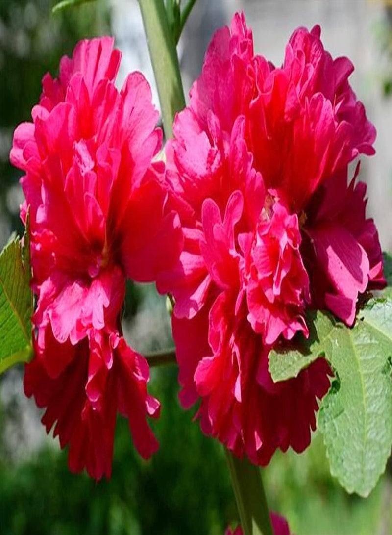 GGOOT 300pcs Red Fresh Unique Hollyhock Seeds Planted in Outdoor Garden Summer Blooming DIY to Create Perfect Summer Landscape - Image 3