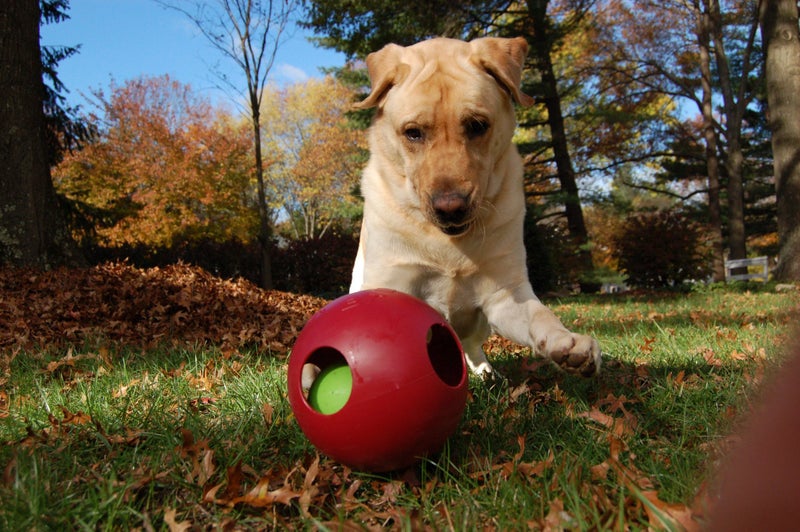 Jolly Pets Teaser Ball Dog Toy, Large/8 Inches, Red - Image 2