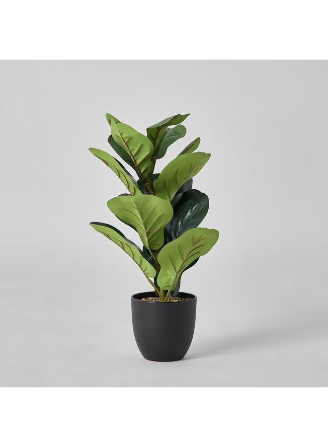 هوم بوكس نبات سيلو فيدل ليف في وعاء - 14×14×51 سم - Image 5