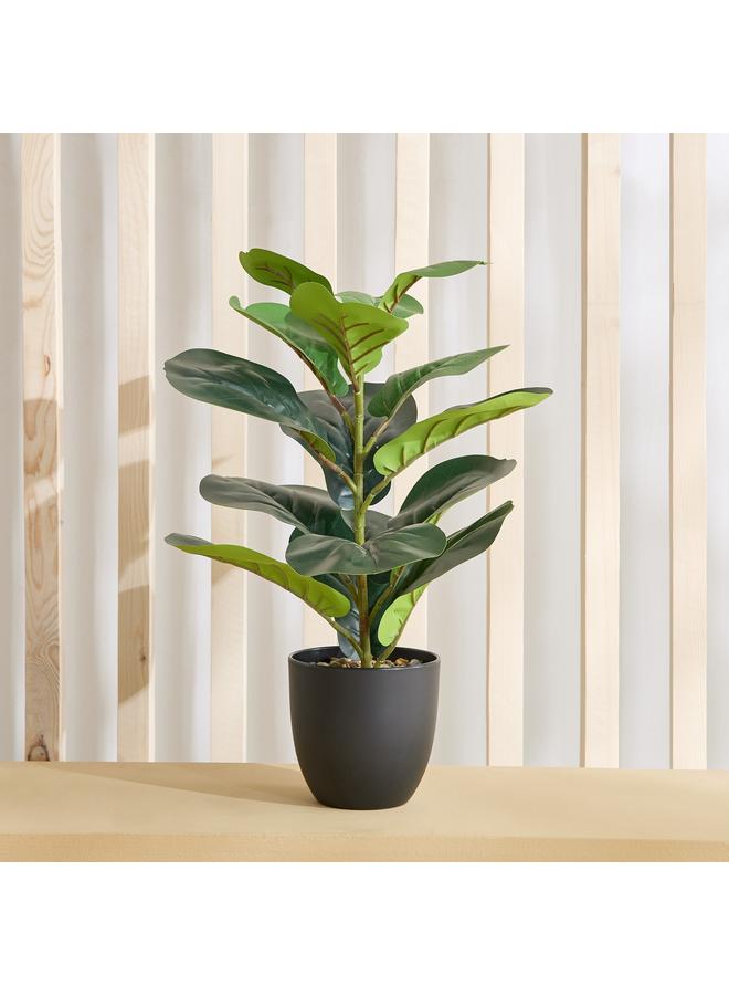 هوم بوكس نبات سيلو فيدل ليف في وعاء - 14×14×51 سم - Image 1