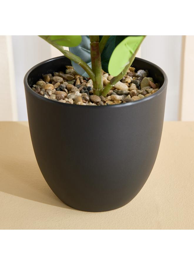 هوم بوكس نبات سيلو فيدل ليف في وعاء - 14×14×51 سم - Image 3