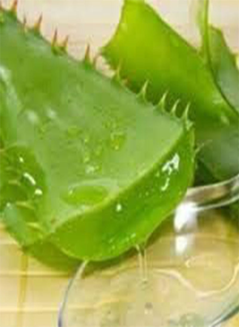 GGOOT 100 Aloe Vera Plant Seeds Green.  - Image 2