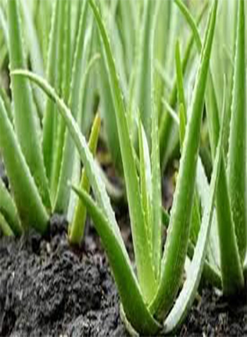 GGOOT 100 Aloe Vera Plant Seeds Green.  - Image 3