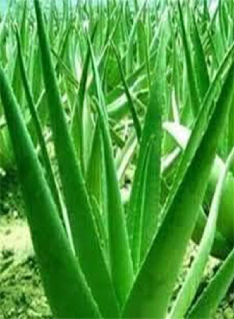GGOOT 100 Aloe Vera Plant Seeds Green.  - Image 1
