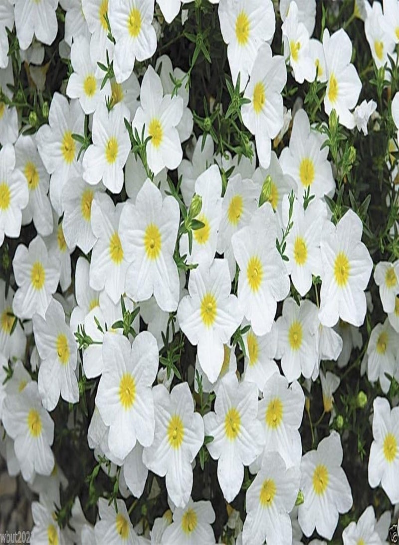 GGOOT Seeds 50 Cup Flowers Seeds   White Robe (Nierembergia Hippomanica) - Image 2