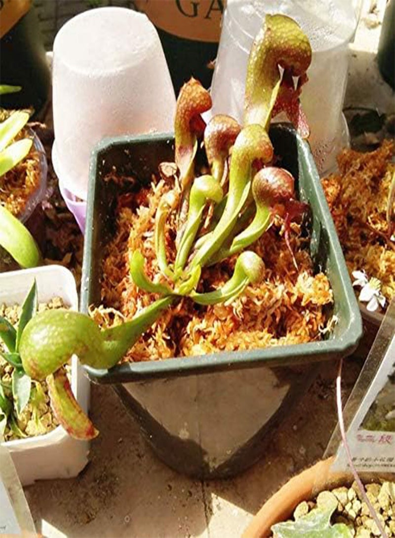 GGOOT Egrow 100 Pcs/Pack Slurperon Seeds Rare Flowers Bonsai Carnivorous Cobra Home And Garden Dcoration - Image 2