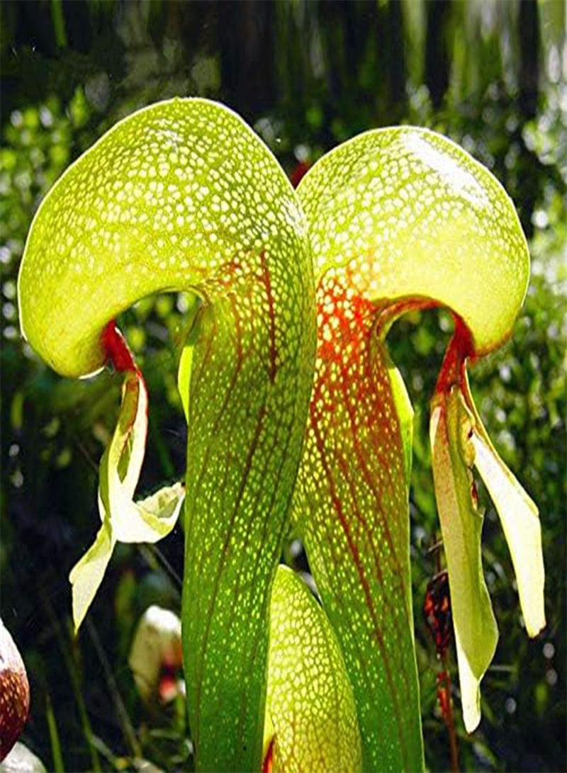GGOOT Egrow 100 Pcs/Pack Slurperon Seeds Rare Flowers Bonsai Carnivorous Cobra Home And Garden Dcoration - Image 3
