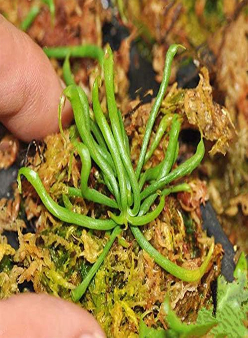 GGOOT Egrow 100 Pcs/Pack Slurperon Seeds Rare Flowers Bonsai Carnivorous Cobra Home And Garden Dcoration - Image 4