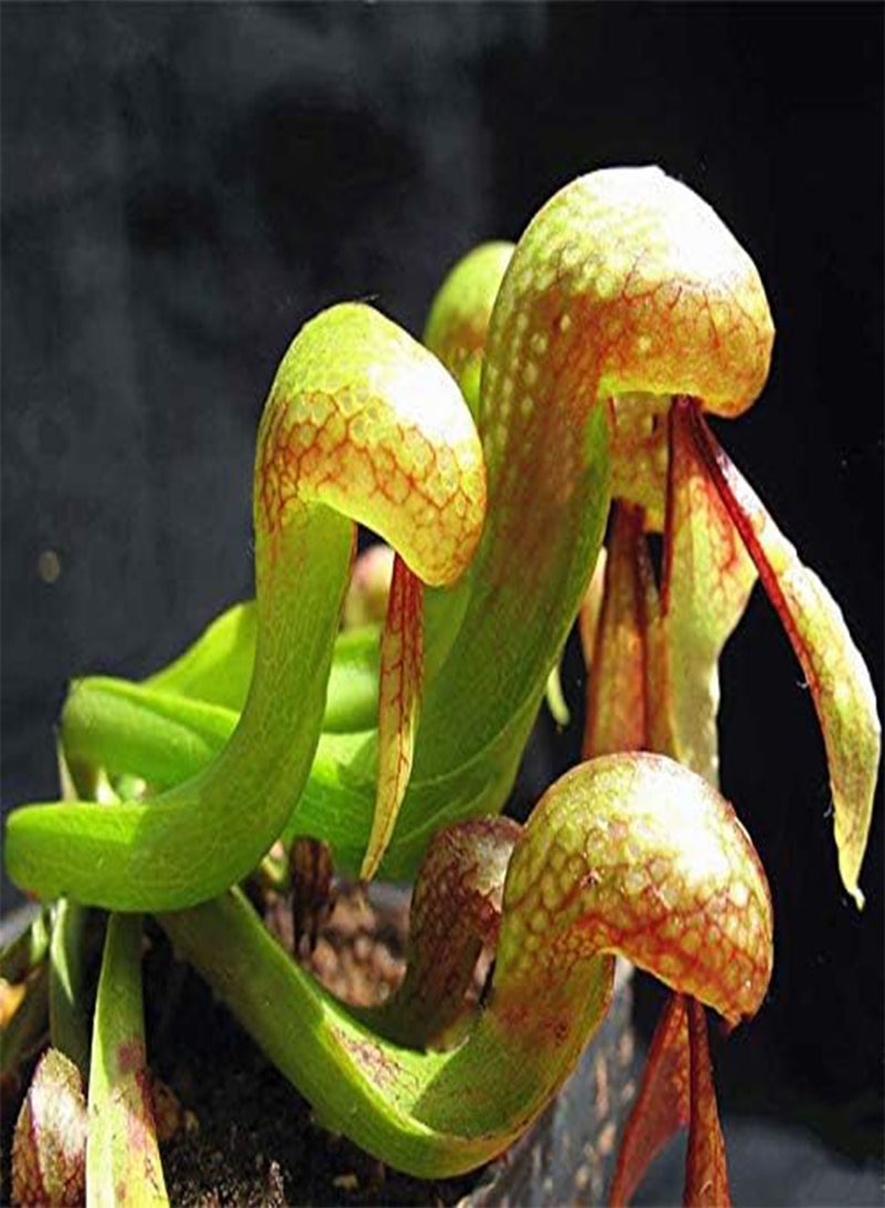 GGOOT Egrow 100 Pcs/Pack Slurperon Seeds Rare Flowers Bonsai Carnivorous Cobra Home And Garden Dcoration - Image 1