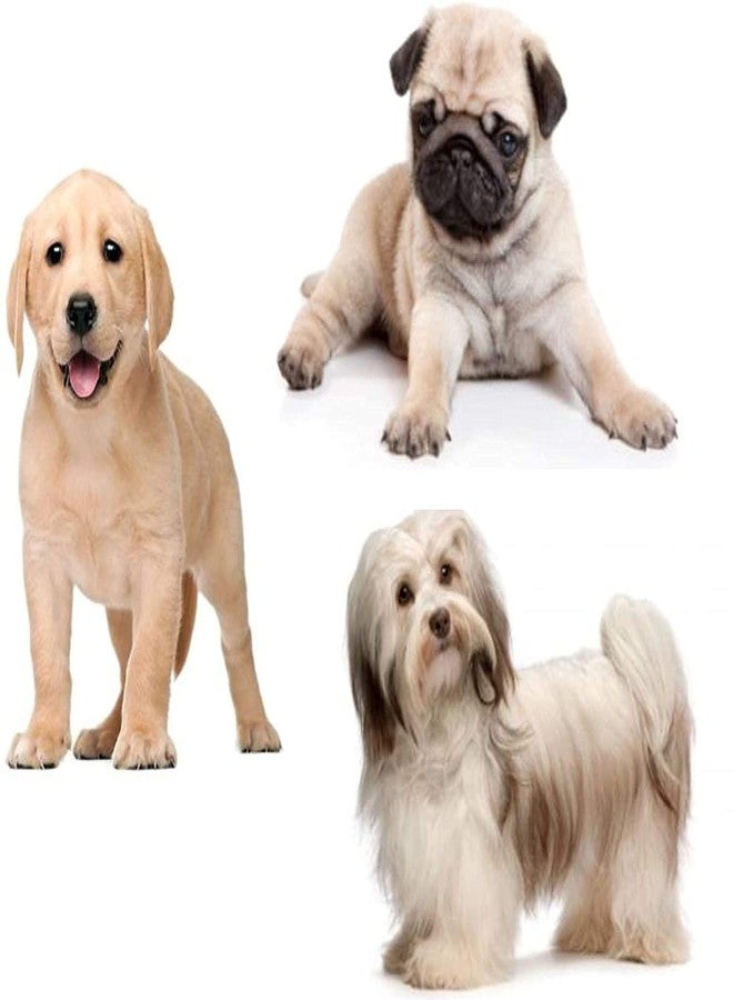 D&C PAWS حزام D&C PAWS أصفر اللون بتصميم مميز، مقاس نصف بوصة، مناسب للجراء والقطط والكلاب الصغيرة. عبوة من طوق ومقود. - Image 2