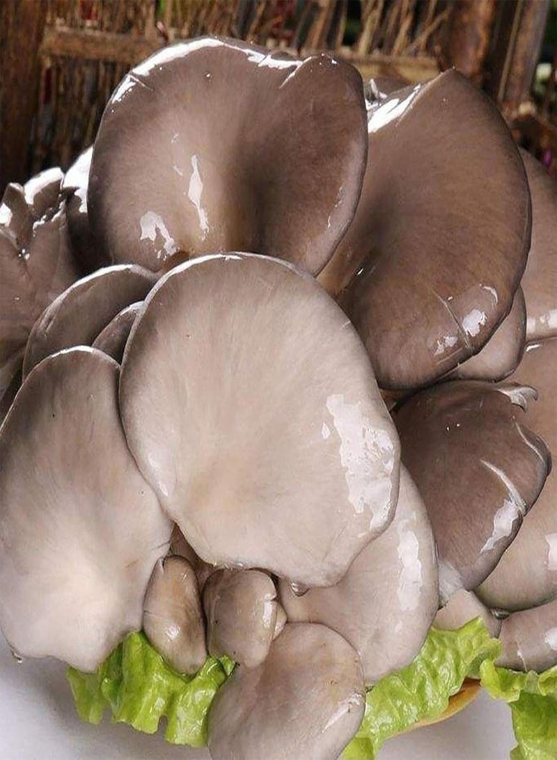 GGOOT 150Pcs/Bag Mushroom Seeds,Delicious Fragrant Productive Natural Garden Seeds for Farm Planting Garden Yard Outdoor 1 Mushroom Seeds - Image 4