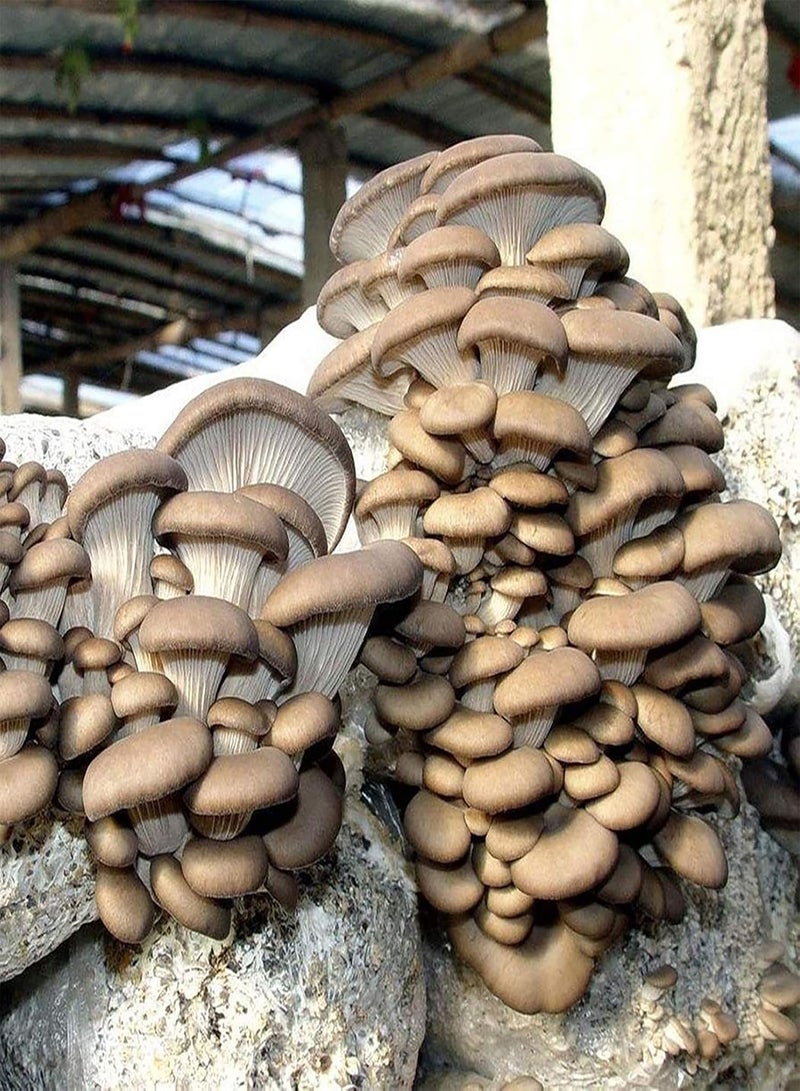 GGOOT 150Pcs/Bag Mushroom Seeds,Delicious Fragrant Productive Natural Garden Seeds for Farm Planting Garden Yard Outdoor 1 Mushroom Seeds - Image 2