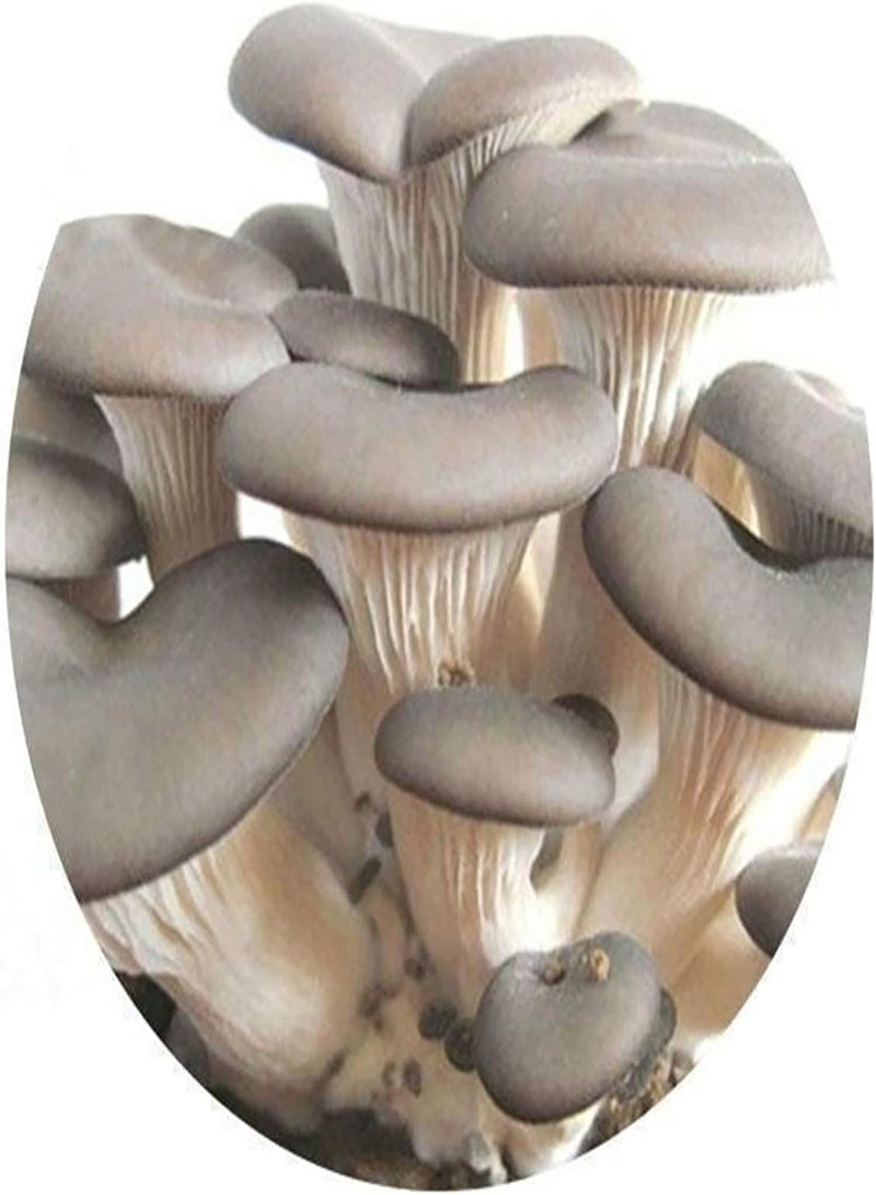 GGOOT 150Pcs/Bag Mushroom Seeds,Delicious Fragrant Productive Natural Garden Seeds for Farm Planting Garden Yard Outdoor 1 Mushroom Seeds - Image 1