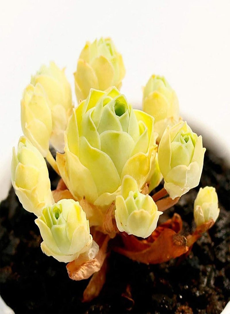GGOOT 100Pcs/Bag Mountain Rose Seeds Viable Floral Bonsai Non-GMO Succulent Plant Flower Seedlings for Gardening - Mountain Rose Seeds - Image 4