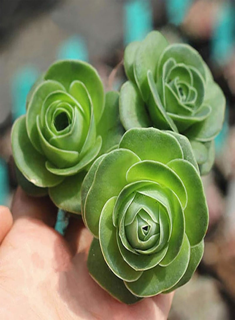 GGOOT 100Pcs/Bag Mountain Rose Seeds Viable Floral Bonsai Non-GMO Succulent Plant Flower Seedlings for Gardening - Mountain Rose Seeds - Image 3