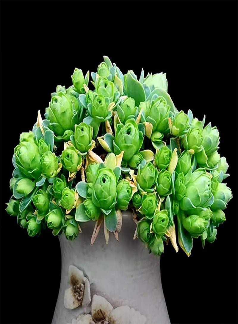 GGOOT 100Pcs/Bag Mountain Rose Seeds Viable Floral Bonsai Non-GMO Succulent Plant Flower Seedlings for Gardening - Mountain Rose Seeds - Image 2