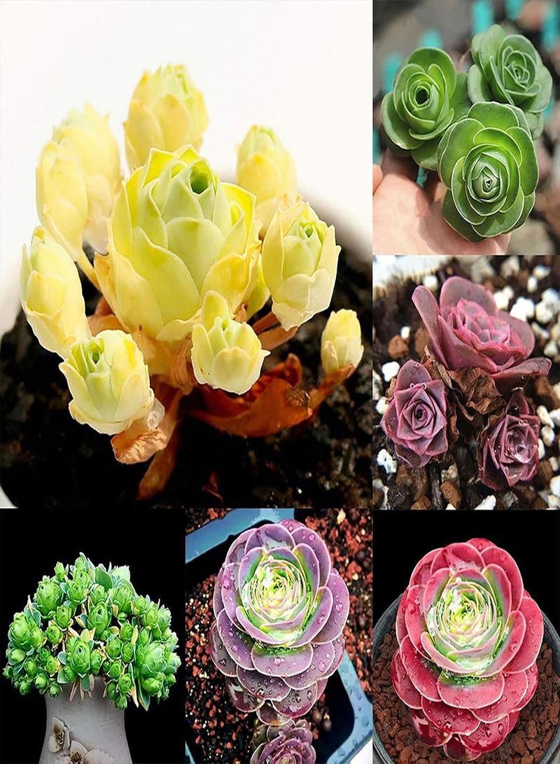 GGOOT 100Pcs/Bag Mountain Rose Seeds Viable Floral Bonsai Non-GMO Succulent Plant Flower Seedlings for Gardening - Mountain Rose Seeds - Image 1