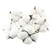 Tegg Cotton Boll 20PCS Natural White Cotton Balls Dried Cotton Pods for Crafting Farmhouse Style - Image 2