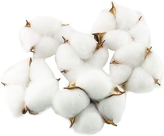 Tegg Cotton Boll 20PCS Natural White Cotton Balls Dried Cotton Pods for Crafting Farmhouse Style - Image 1