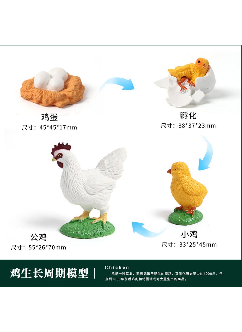 Realistic Animal Toy Set for Kids Rooster Growth Cycle 