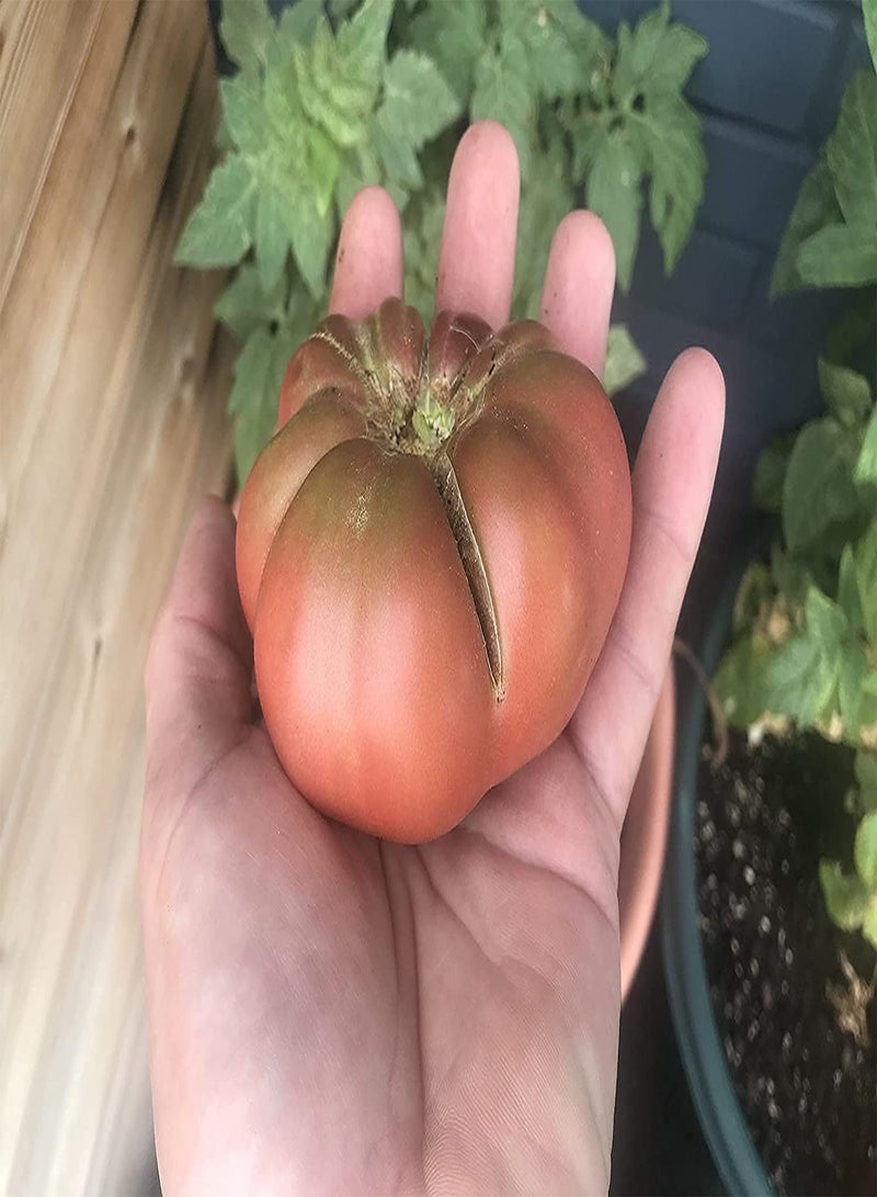 GGOOT Wild Fred Heirloom Cherokee Purple Dwarf Tomato Premium Seeds 100pcs/Packet  - Image 1