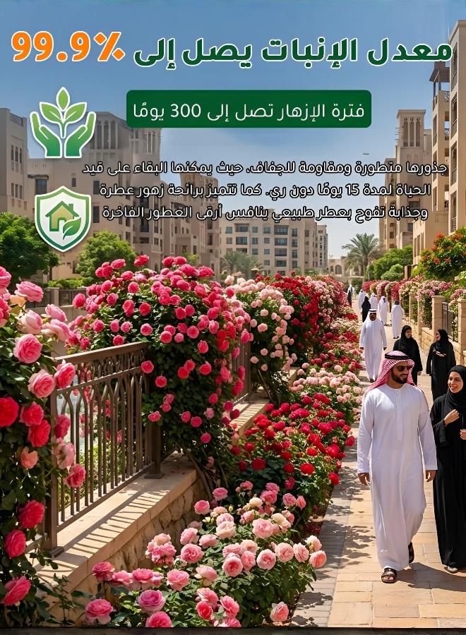 500 بذرة ورد مزدوج البتلات يزهر في الفصول الأربعة نباتات معمرة سريعة النمو - Image 3