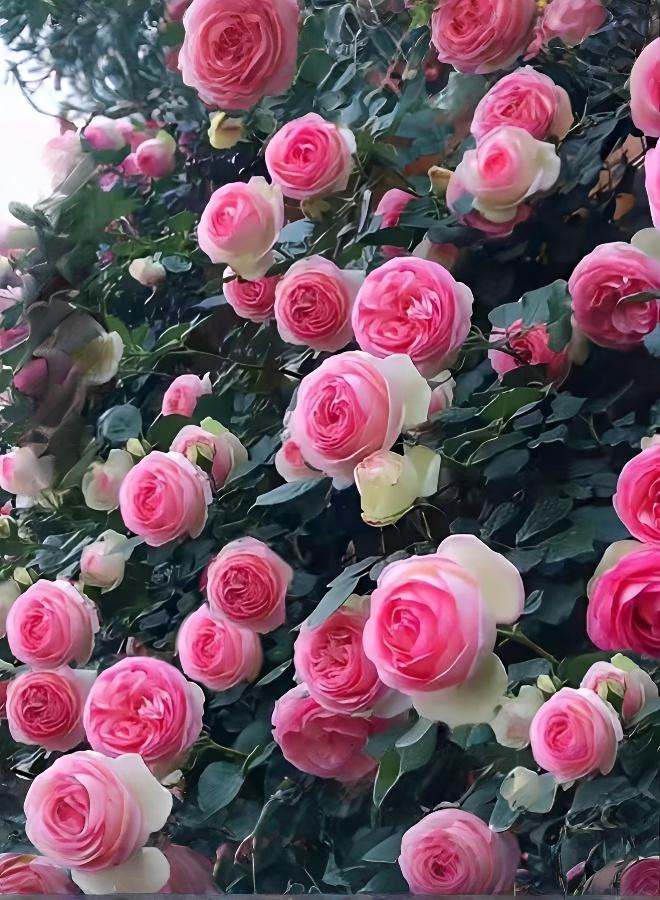 500 بذرة ورد مزدوج البتلات يزهر في الفصول الأربعة نباتات معمرة سريعة النمو - Image 1