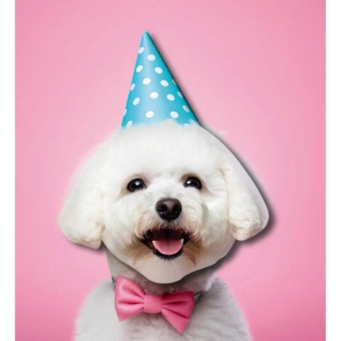 Tache Birthday Greeting Card Blank Inside, Bichon Frise Party Hat Design - Image 2