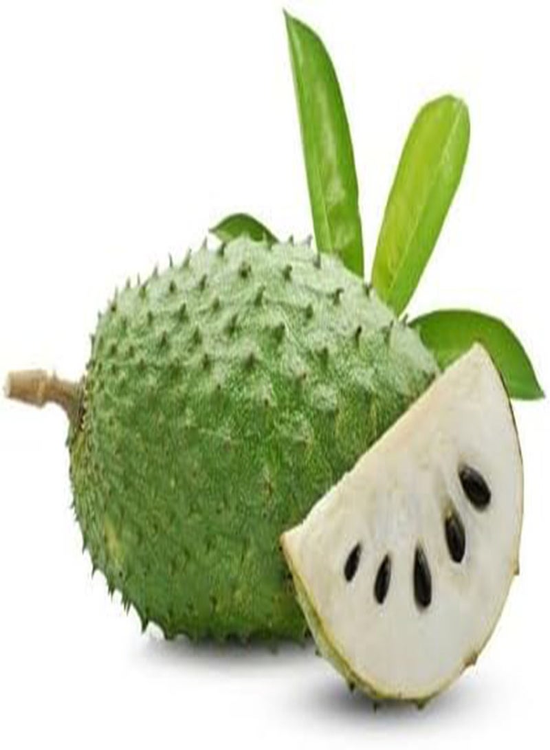 GGOOT 10pcs Fresh Soursop Fruit Seeds - Image 2