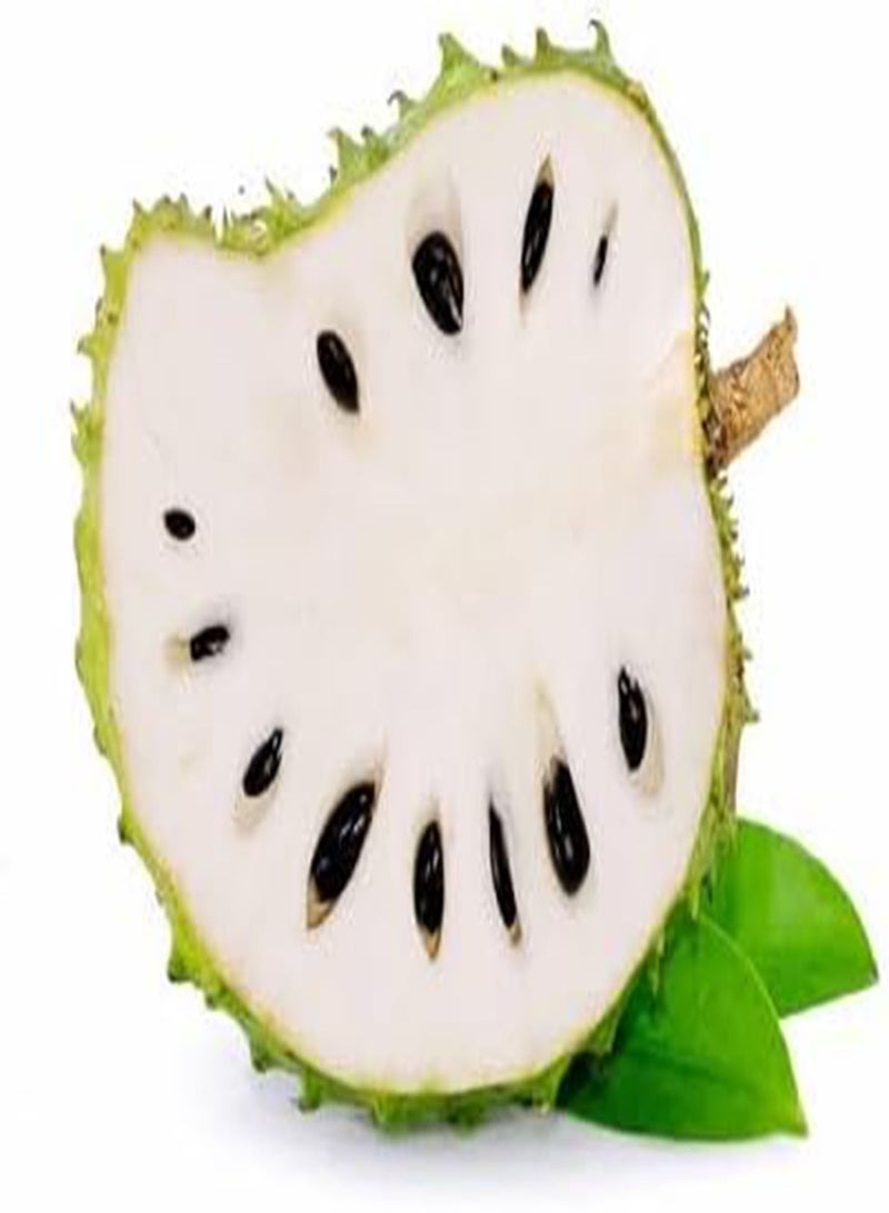 GGOOT 10pcs Fresh Soursop Fruit Seeds - Image 1