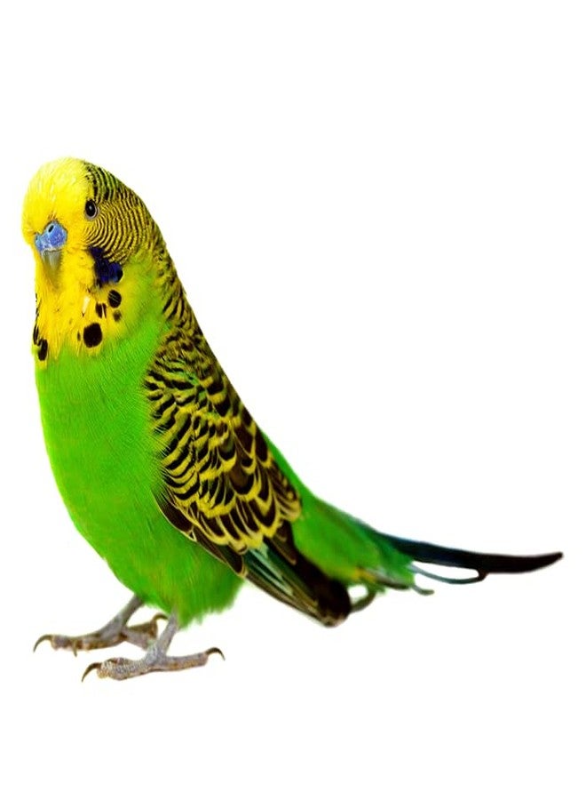 BIRDIE'S مجموعة بيردي من بذور الكتان (Alsi) 1 كجم + 1 كجم بذور راجي (الدخن الإصبعي) طعام للطيور (طيور الحب، الببغاوات، الكوكاتيل، الببغاء الصغير، الكونيور، الكوكاتو، المكاو، والرمادي الأفريقي)، طبيعي 100%. - Image 5
