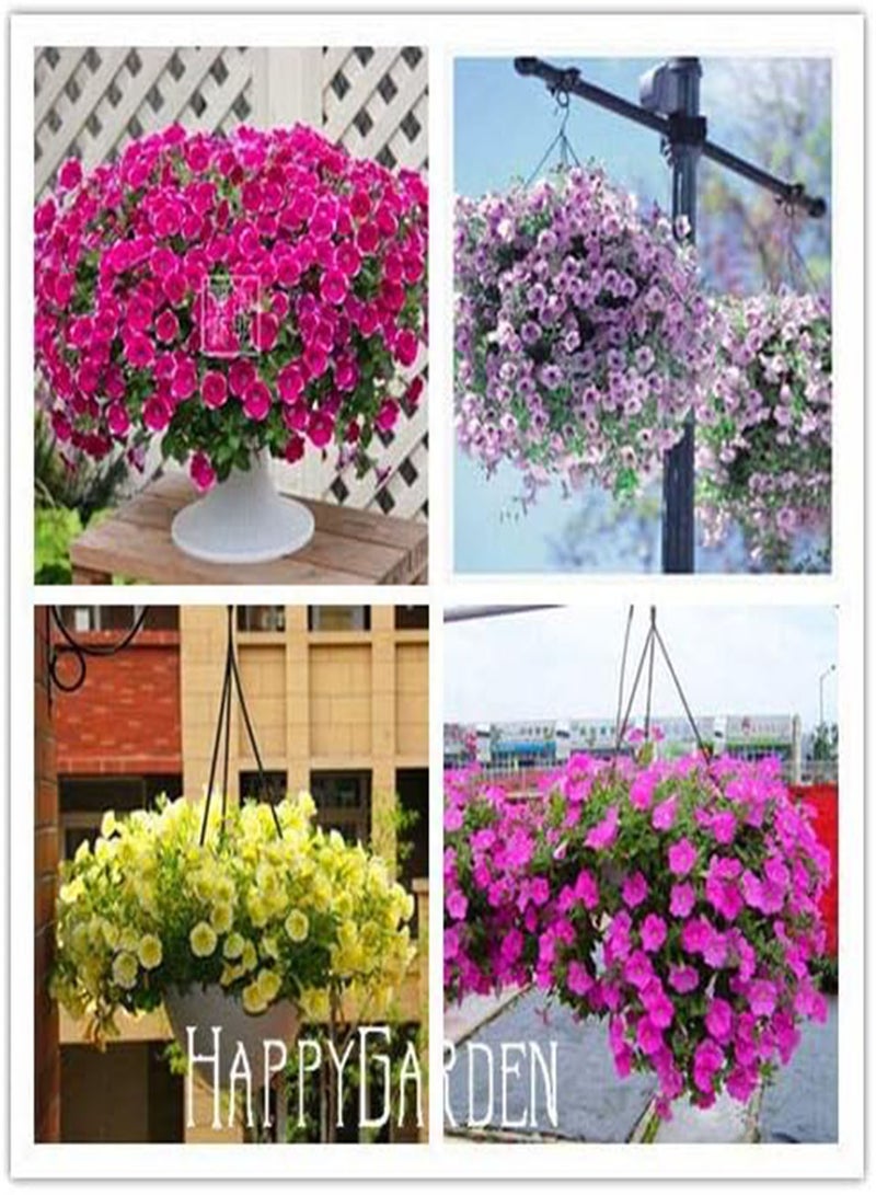 GGOOT New 20 pcs Petunia Flower Seeds for Gardening Black - Image 3